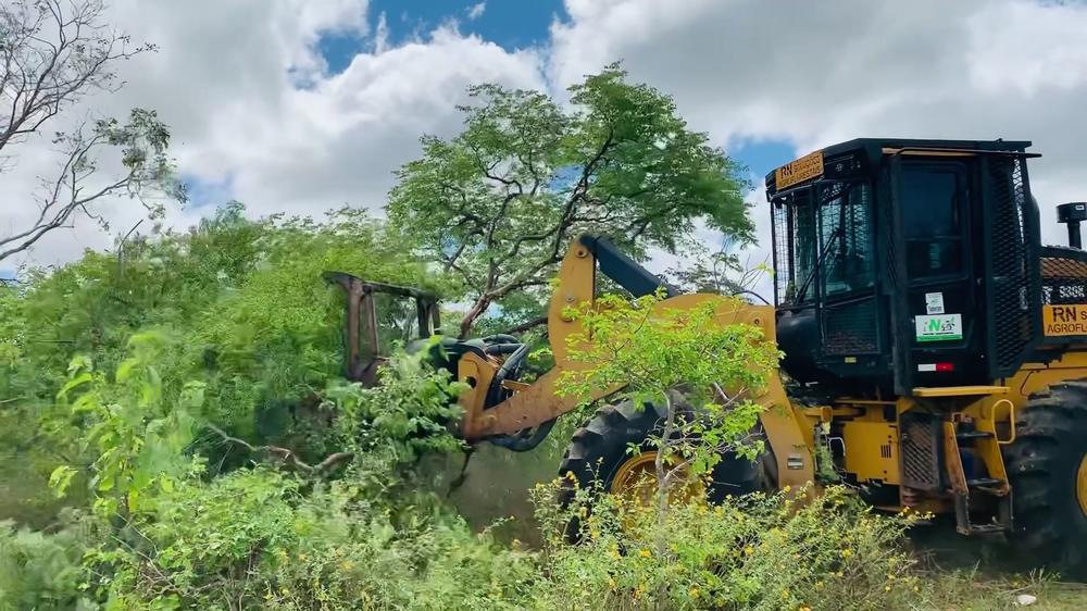 Cabeçote triturador vencendo troncos em área de eucalipto